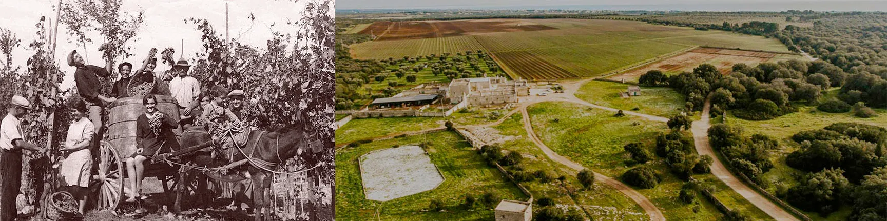 Masseria Cuturi — historic harvest and aerial view of the 270-hectare estate in Manduria, Puglia